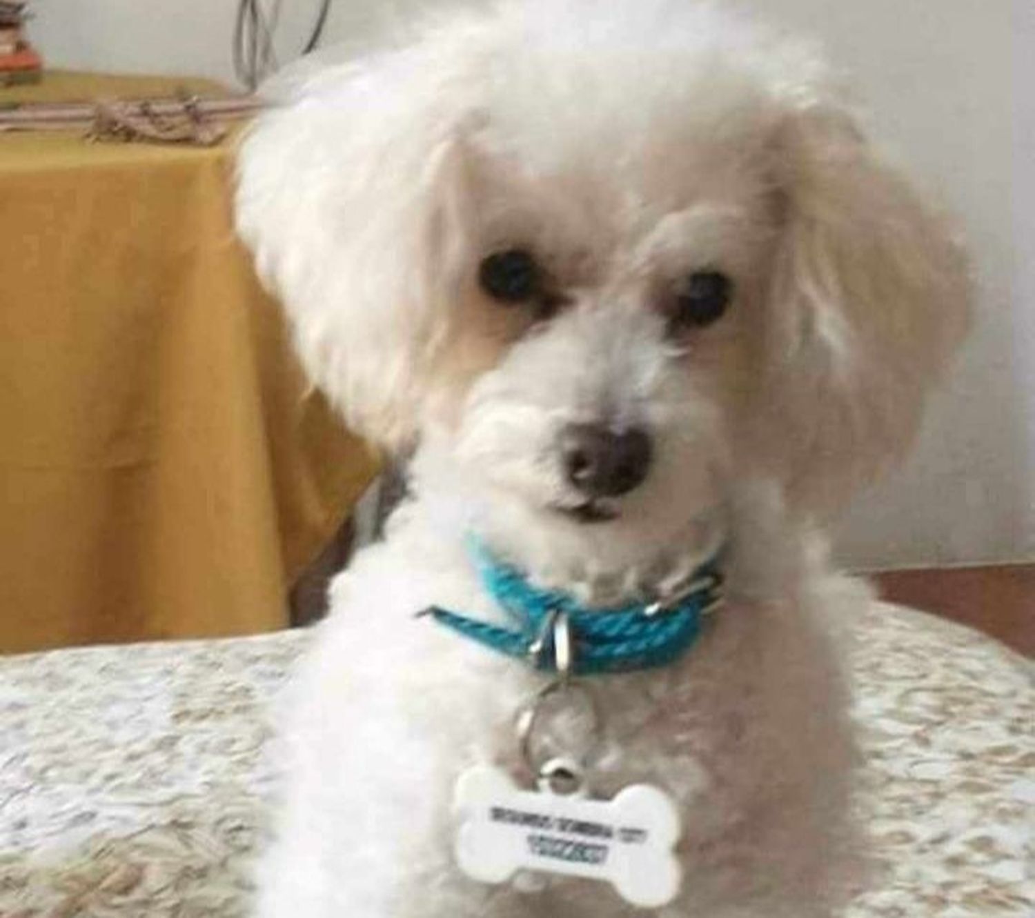 Buscan a "Ciro" y esperan el reencuentro con su dueña