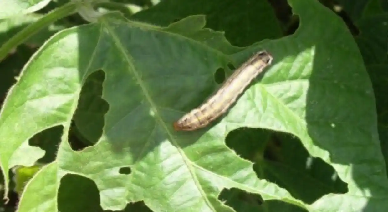 Alerta por la oruga militar en Entre Rios, sur santafesino y noroeste de Buenos Aires