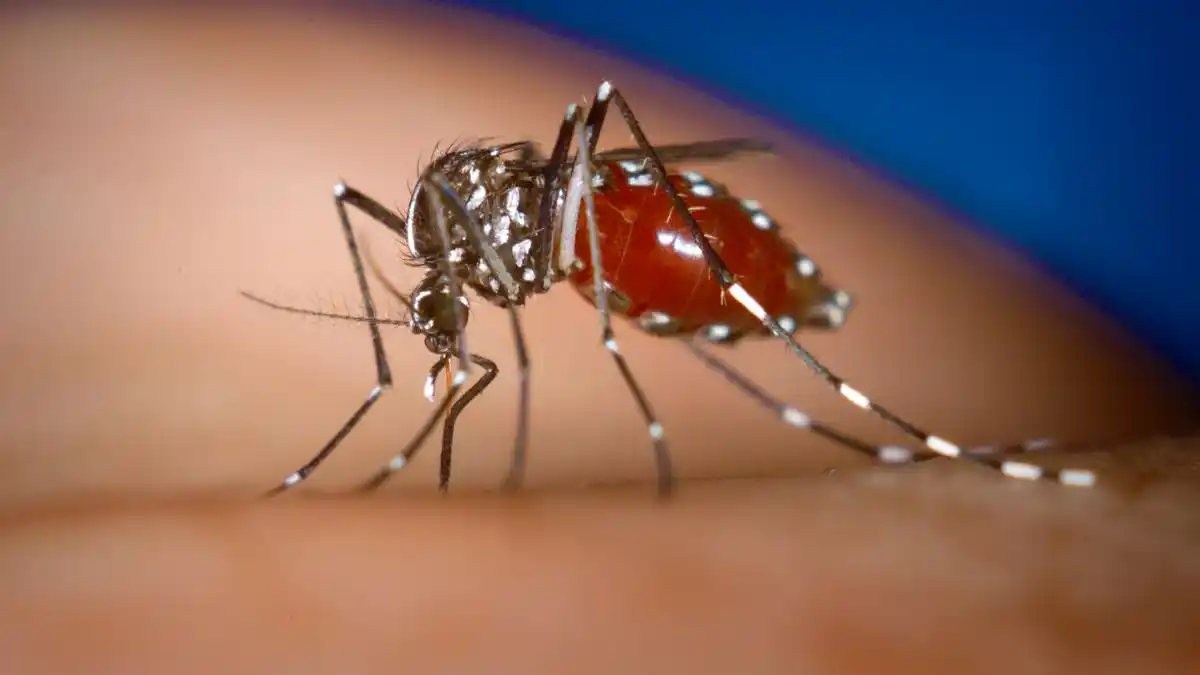 ¡ALERTA POR DENGUE! Aumenta cifra de pacientes con sintomatología de la enfermedad (Video)
