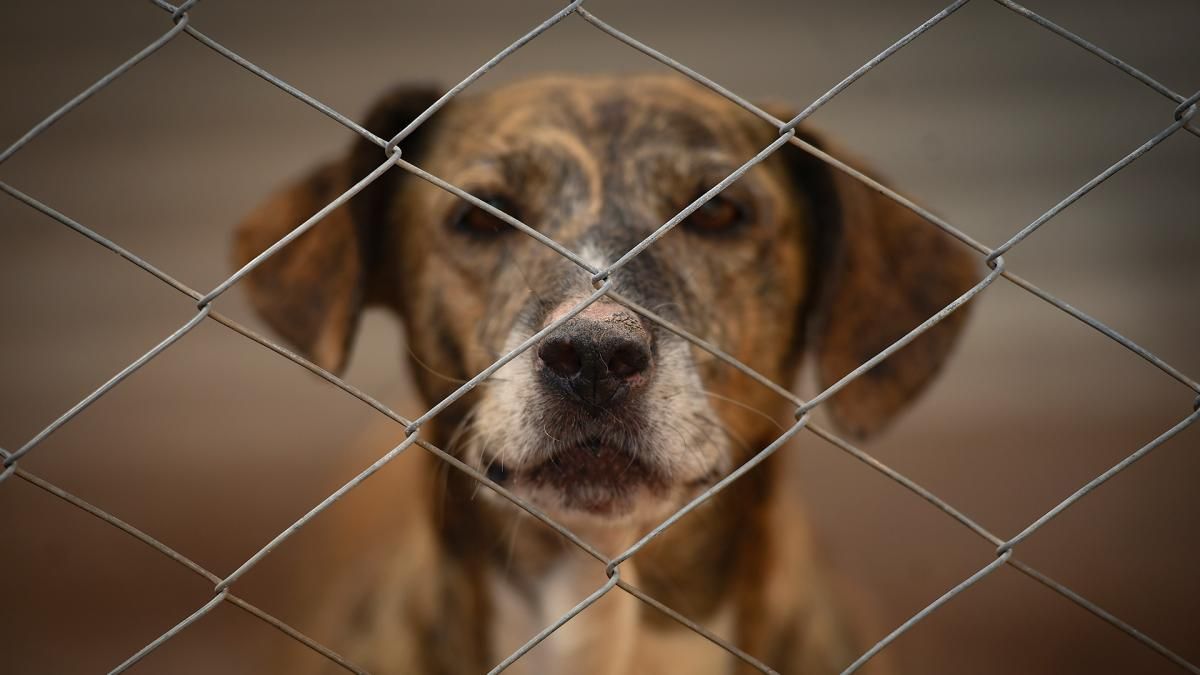 Un refugio para "perros viejos" en Mendoza que busca crear conciencia sobre la adopción responsable
