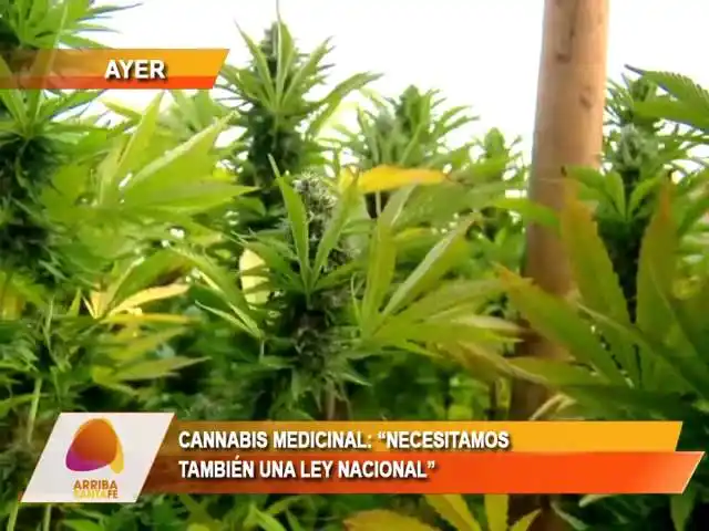 Cannabis medicinal: “Necesitamos también una ley nacional”