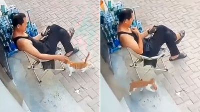 Se dejó acariciar, distrajo al dueño y robó: la travesura de un gato callejero en China