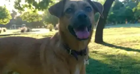 Mascota extraviada