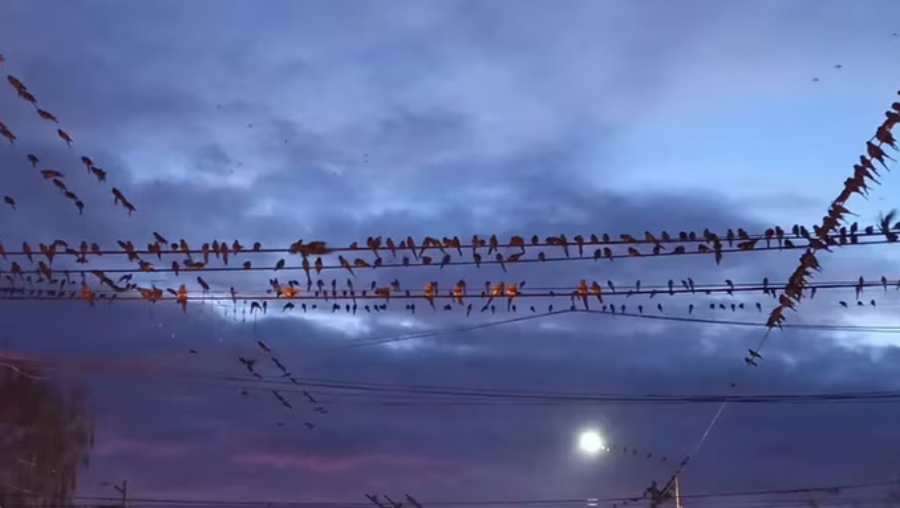 Vecinos de un pueblo bonaerense piden ayuda al ser invadidos por loros