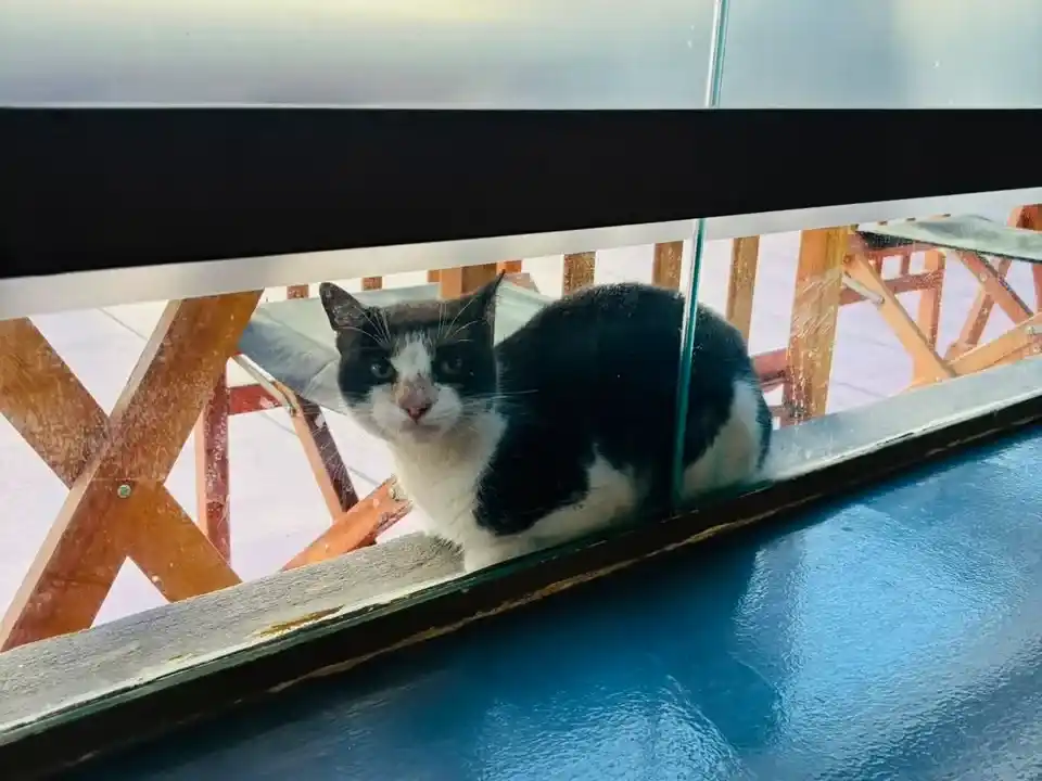 Hallaron a un gatito lastimado en la vía pública