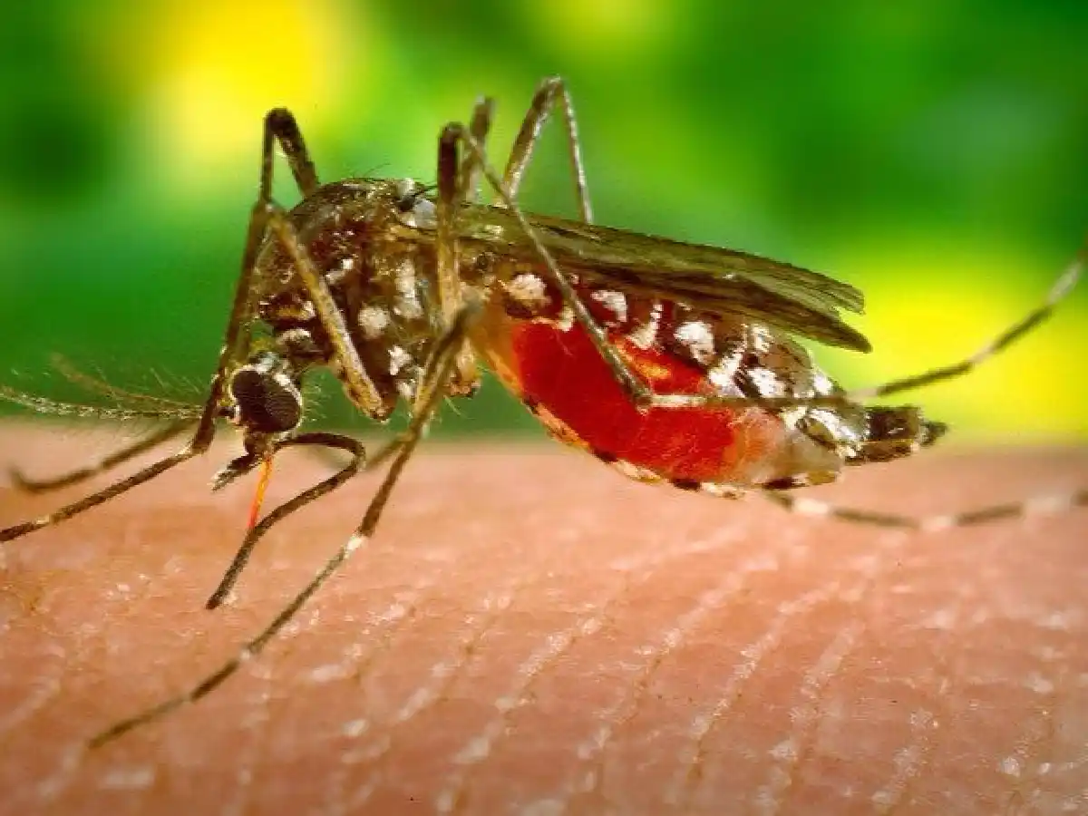 Mosquitos, trastornos y acciones