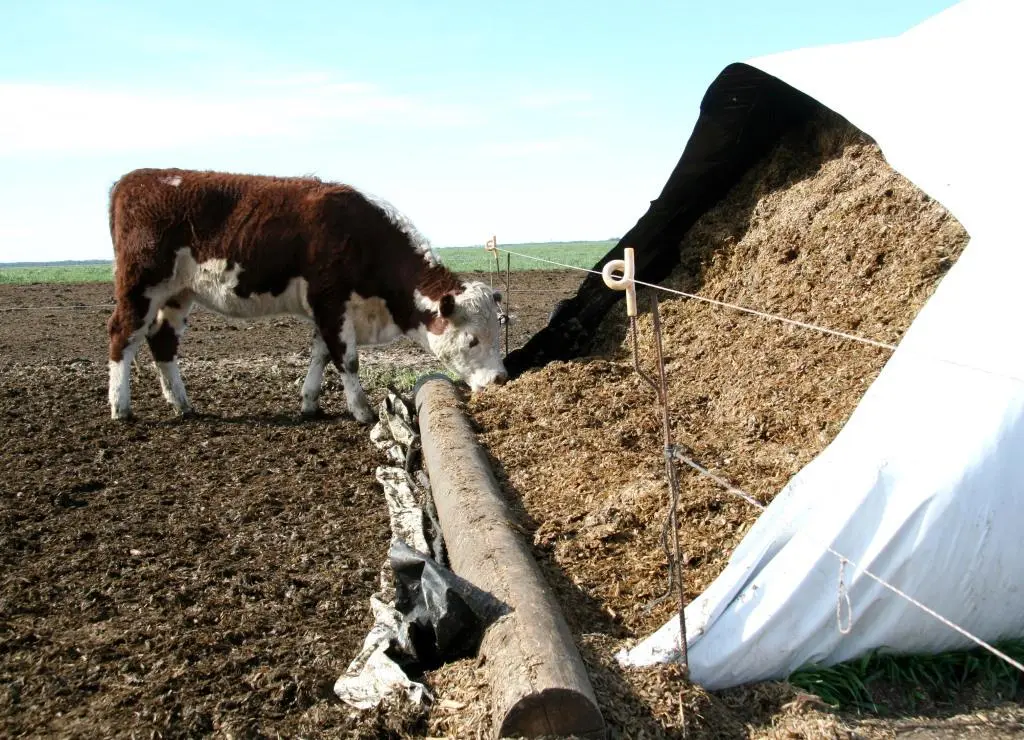 Los daños colaterales que se esperan en el mercado de carnes