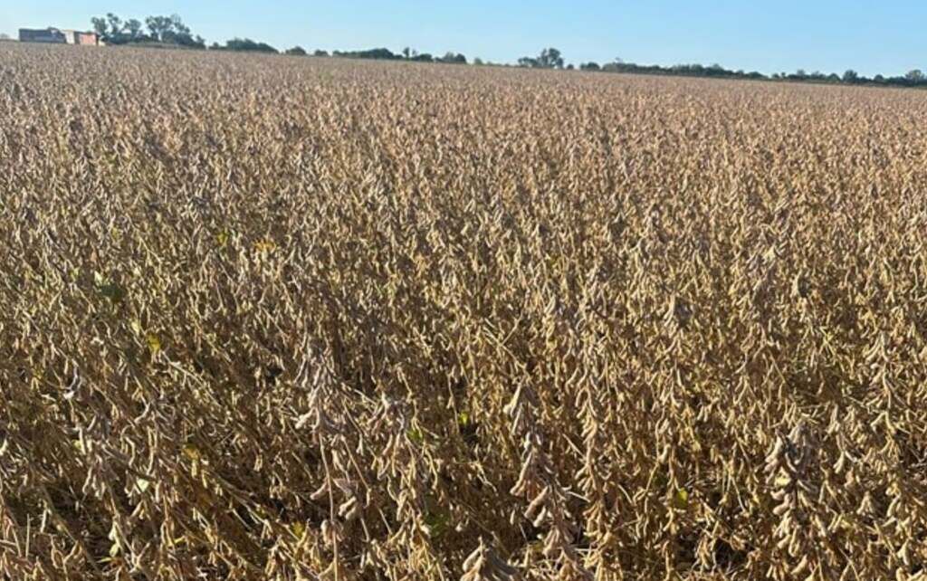 "Entre el fin de semana y el lunes comenzará la trilla con todo. Pero los rendimientos iniciales resultaron de entre 40/50 quintales, un número muy bueno", adelantó el ingeniero agrónomo.