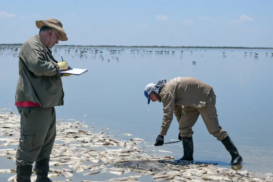 La provincia informó resultado de estudios sobre la mortandad de peces en la laguna del Plata