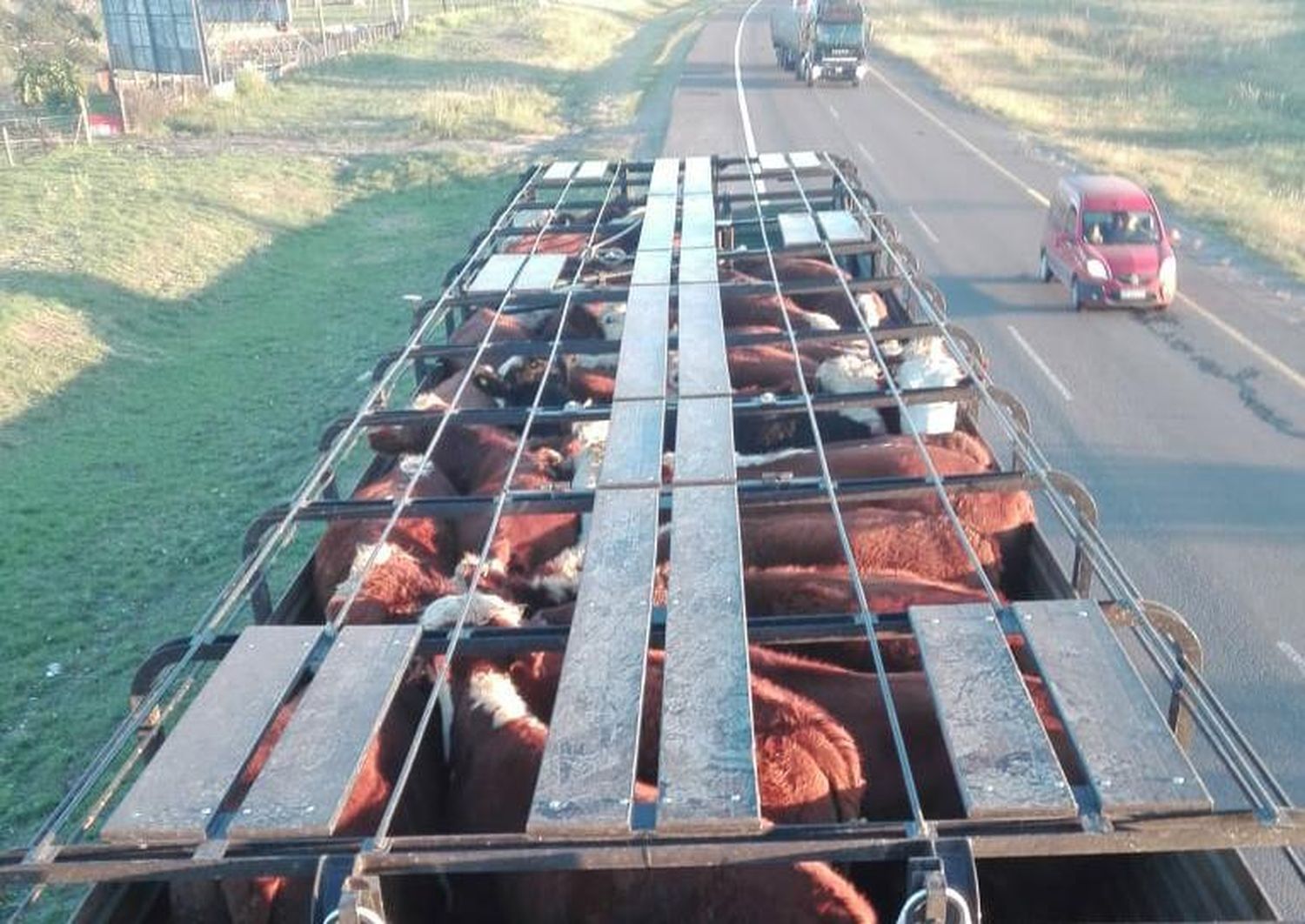 Constatan Traslado Irregular De Hacienda Bovina En Cinco Camiones 