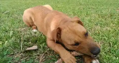 Cachorra encontrada en Villa Jardín