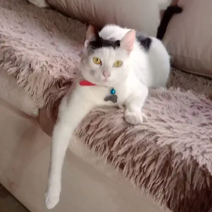 Buscan a Ciro, un gatito extraviado en Ansaloni al 2000