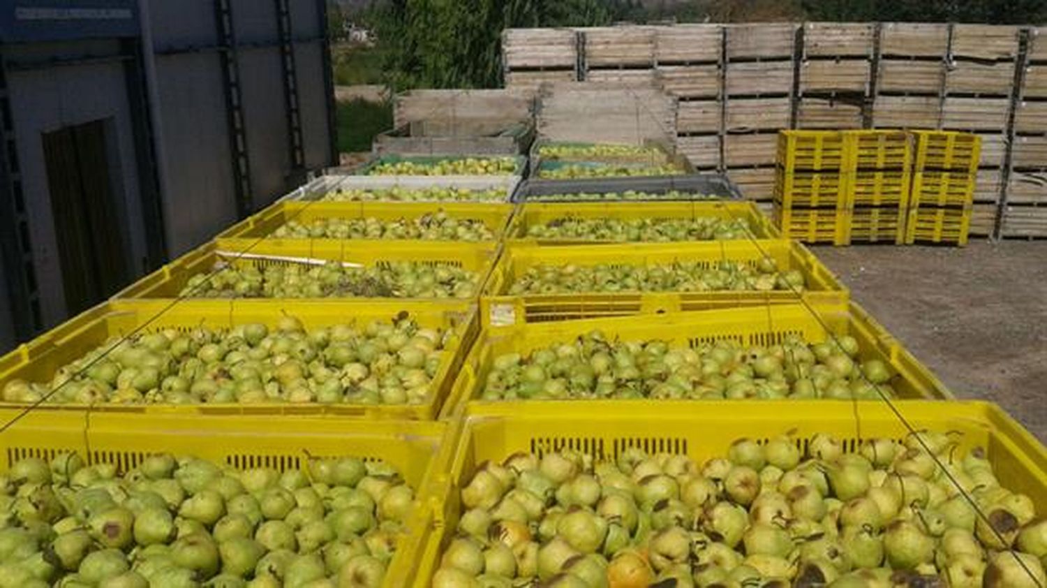 Productores regalarán 10.000 kilos de fruta en Plaza de Mayo