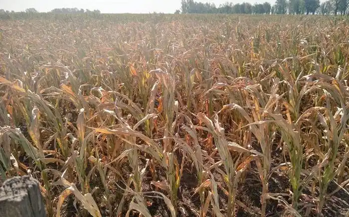 El clima tiene precio y es alto: las pérdidas por seca rondarán los 3.000 millones de dólares