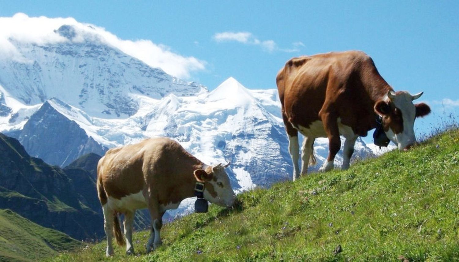 Un pueblo vota para decidir si seguirán sonando los cencerros de las vacas