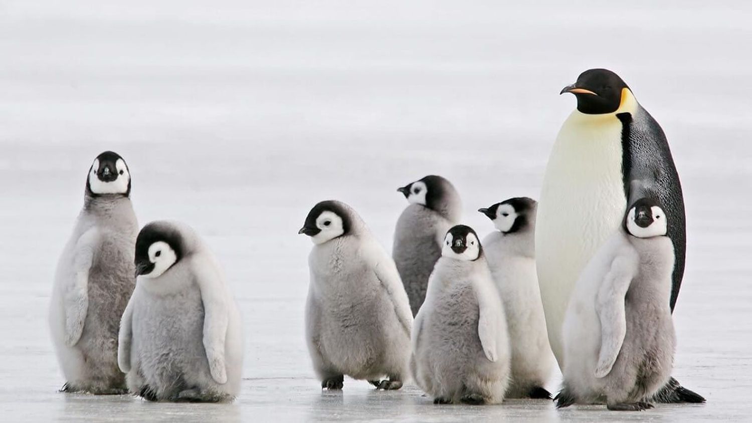 ESOS SEÑORES BAJITOS y de traje: lo que debes saber sobre los simpáticos pingüinos