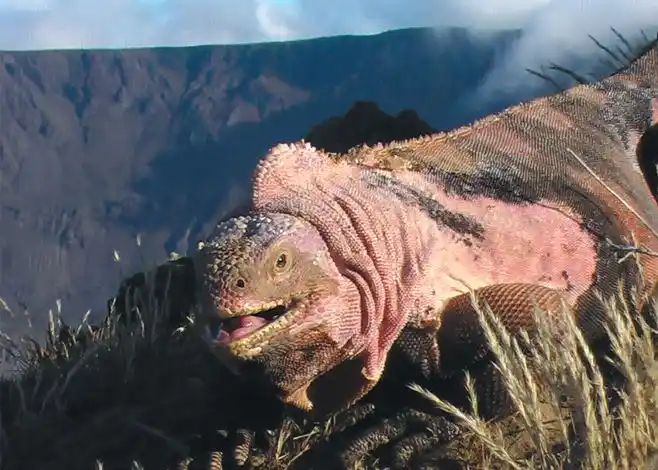 ¡GRAVE! Iguanas rosadas en peligro por la erupción del volcán Wolf en Galápagos