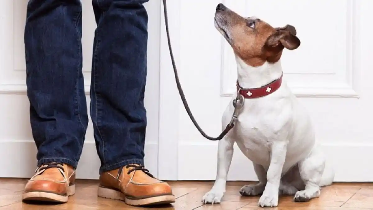 LE VENDIÓ  UN APARTAMENTO A UN PERRO y lo meten preso