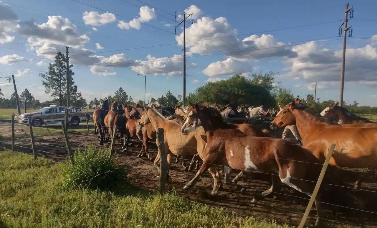 Encefalitis equina: confirman el primer muerto en el país y aumentan la vigilancia epidemiológica
