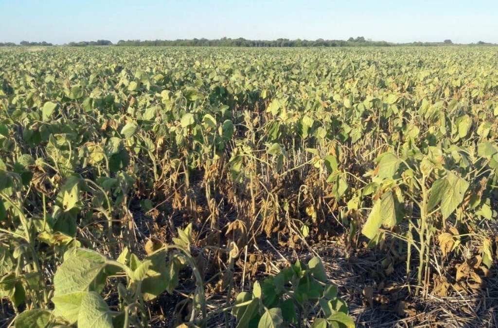 Se perdió casi la mitad de los cultivos de soja por la falta de agua