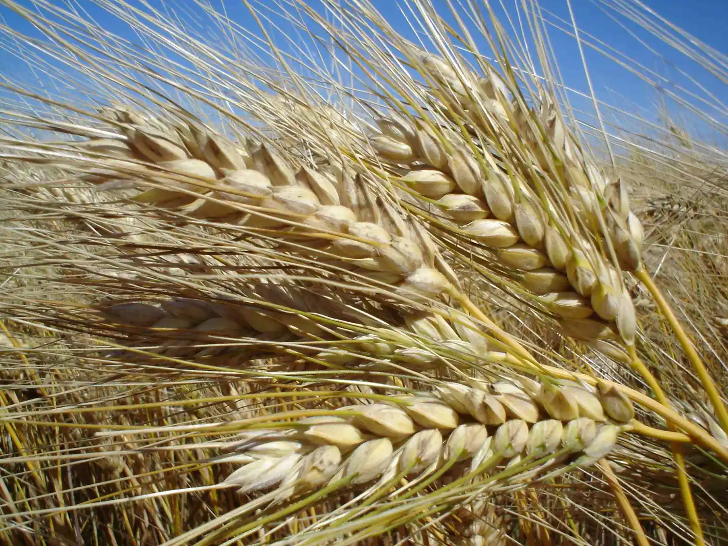 Una exportación de trigo que ya dejó una huella