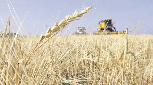 Récord de siembra de trigo en Entre Ríos