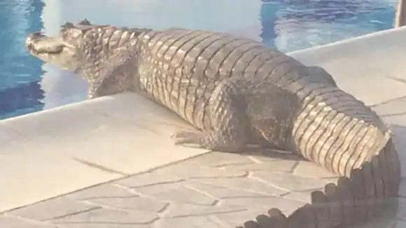 ¡HASTA EL LAGARTO JUANCHO! Avistamiento de caimanes en Lechería