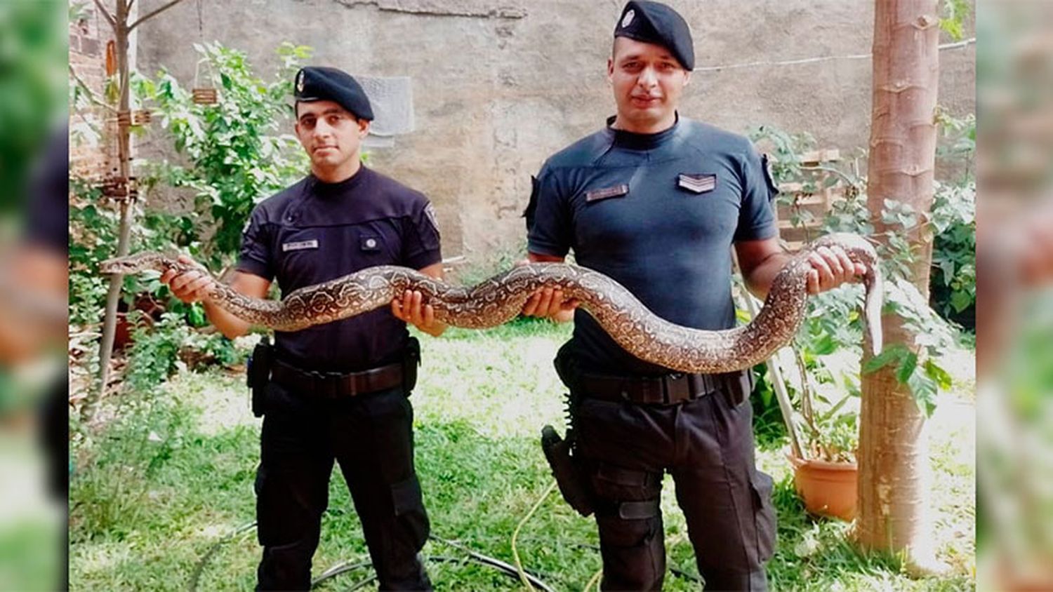 Hallaron una enorme boa en un terreno baldío