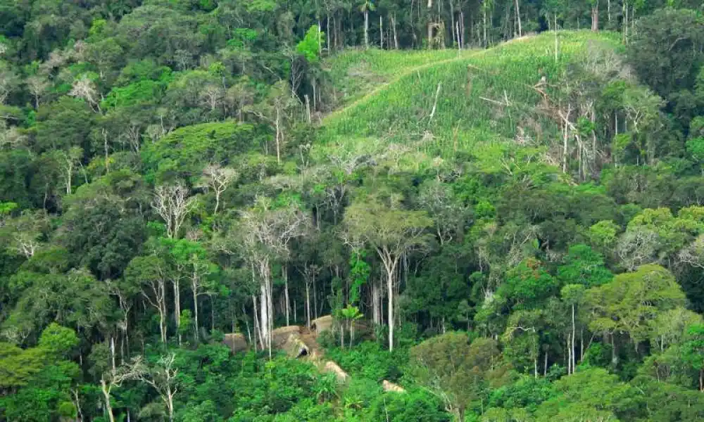 Así ayudan los bosques a mitigar el cambio climático