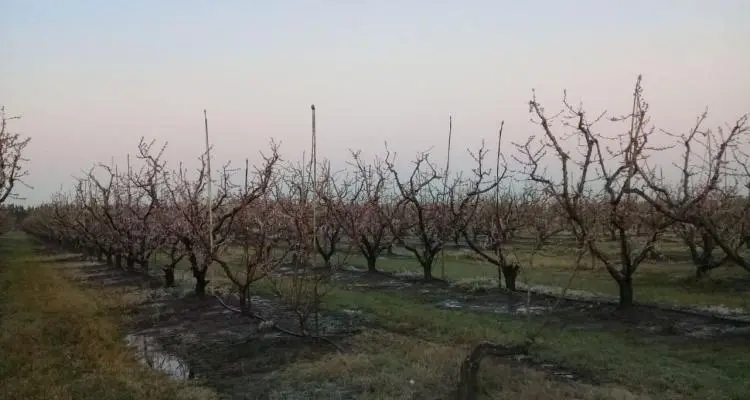 El servicio de alarmas de heladas del Inta registró temperaturas menores a -4º
