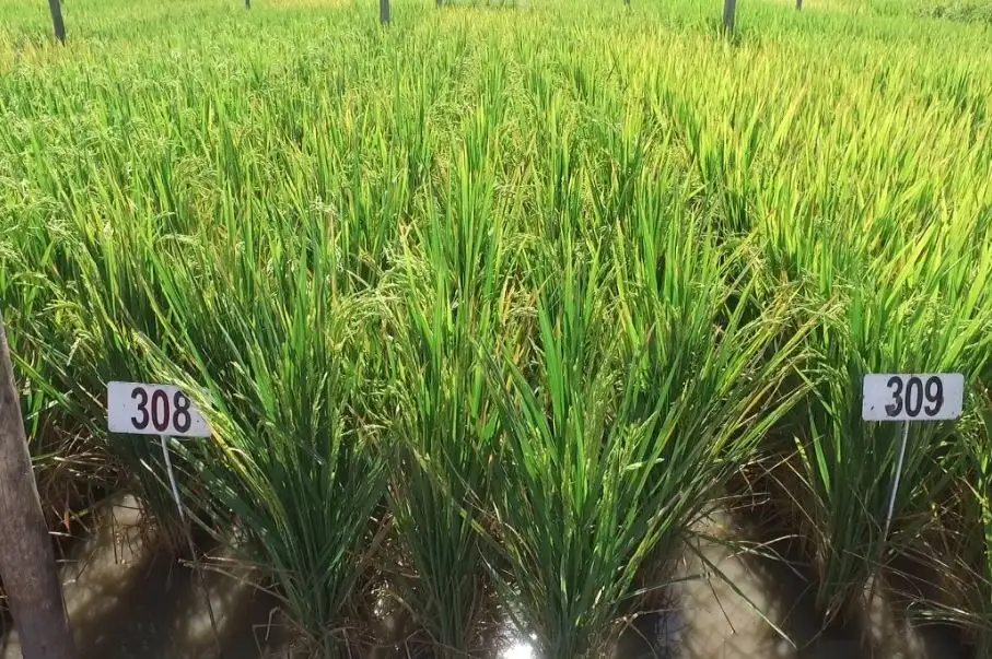 Cae la siembra de arroz en Entre Ríos por la baja rentabilidad: será un 13% menor que en 2024