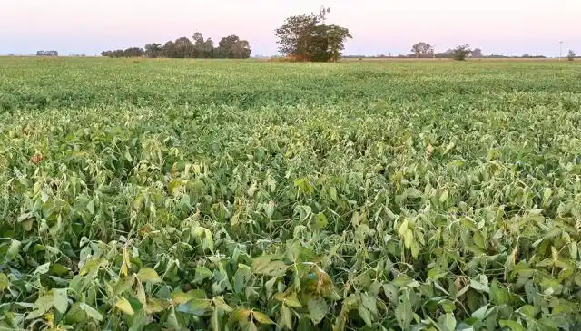 Más allá de las retenciones, preocupa la falta de humedad en los suelos