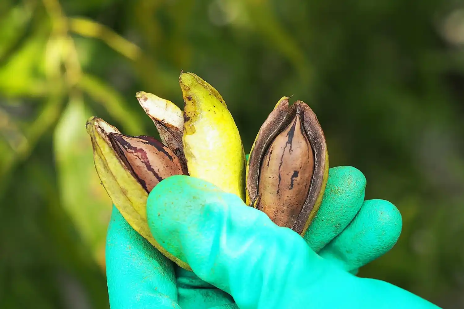 Incorporan nuevos derivados de la nuez pecán al Código Alimentario Argentino