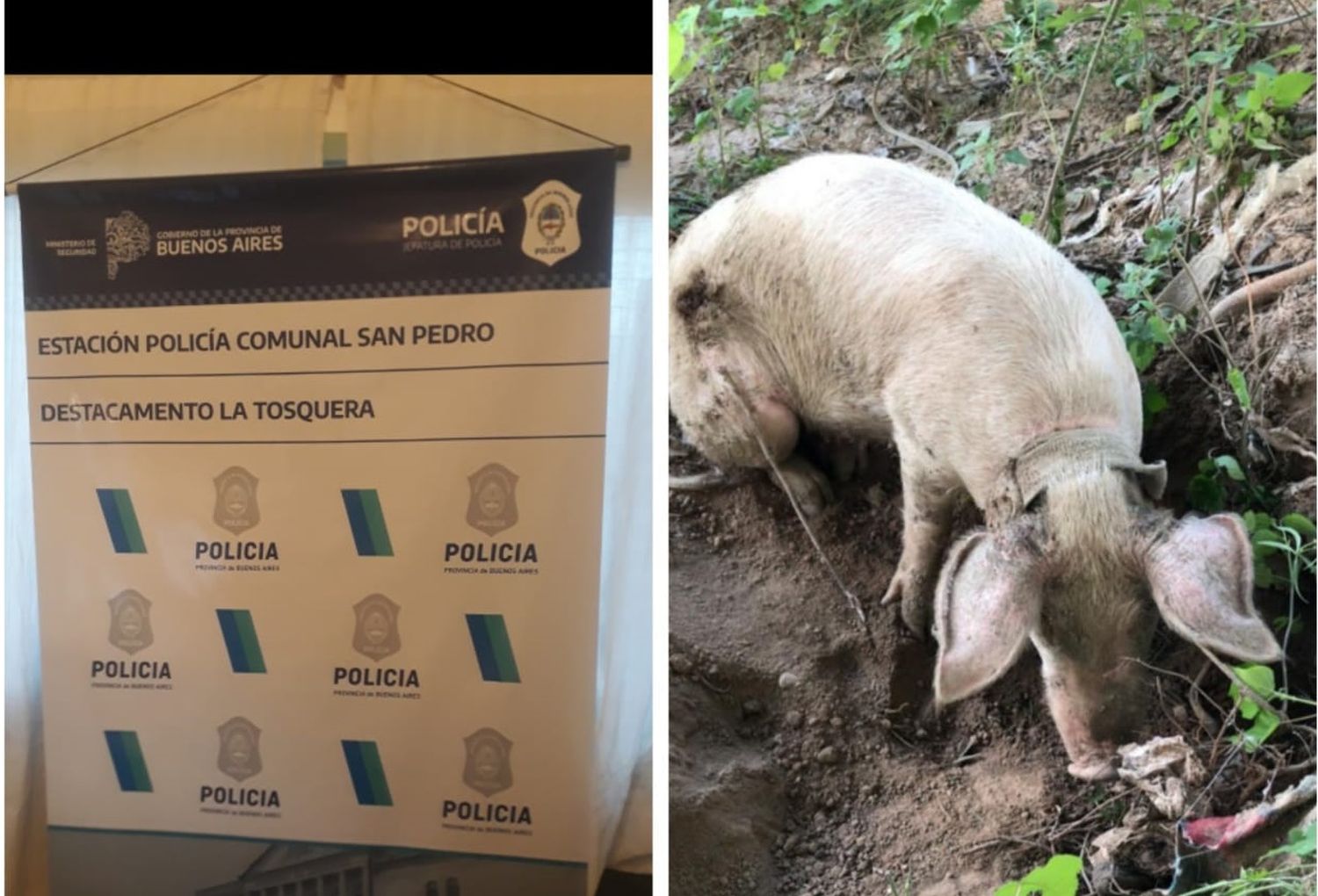 La Tosquera: en allanamientos, recuperaron una chancha robada y detuvieron a tres hombres