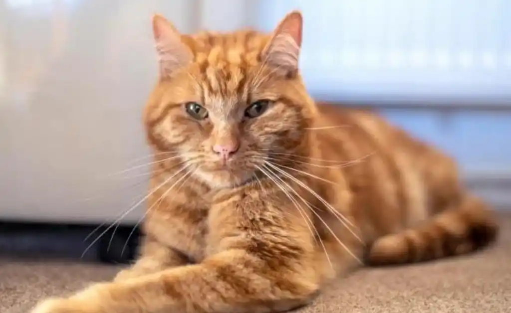 Un gato recorre 64 kilómetros para volver junto a sus antiguos dueños