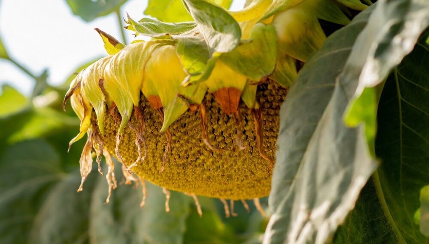 Girasol: arranca la campaña con los híbridos que lideran el mercado