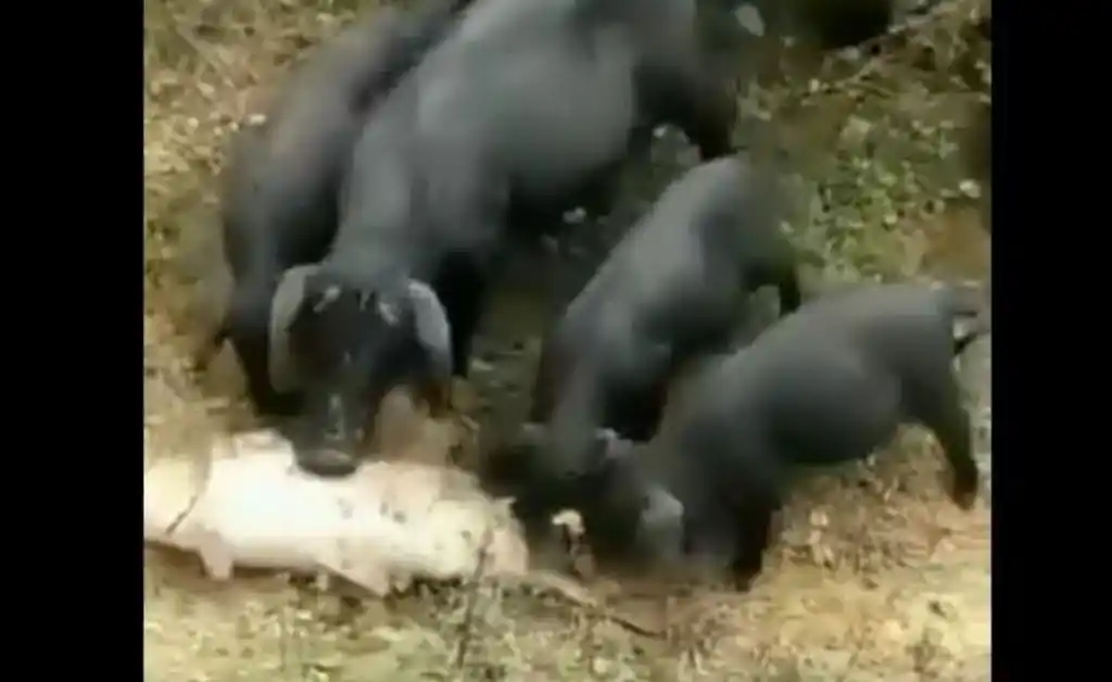 Viral: cerdos salvan a un pez empujándolo al agua