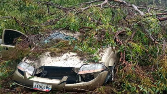 ¡MUJER SE SALVÓ DE MILAGRO! Árbol cae encima de vehículo en La Cota Mil tras embate de la onda tropical 41