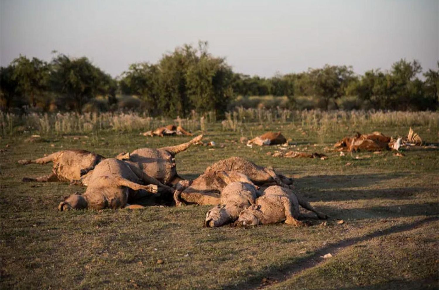 Sequía: en el norte de Santa Fe ya contabilizan la muerte de más de 3000 animales