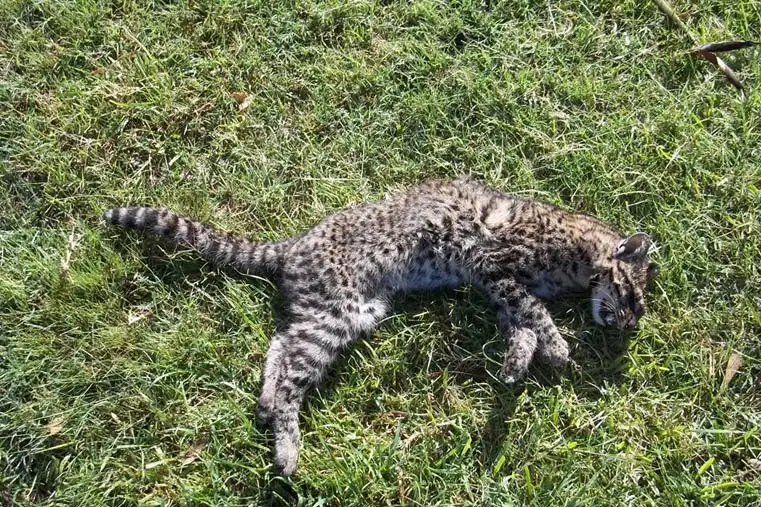 Mataron un gato montés y les secuestraron el arma