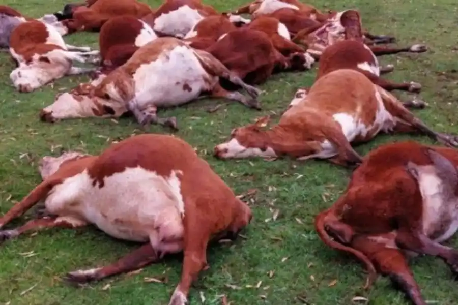 Millonarias pérdidas: fallecieron una 240 vaquillonas por una presunta intoxicación con nitratos en Corrientes