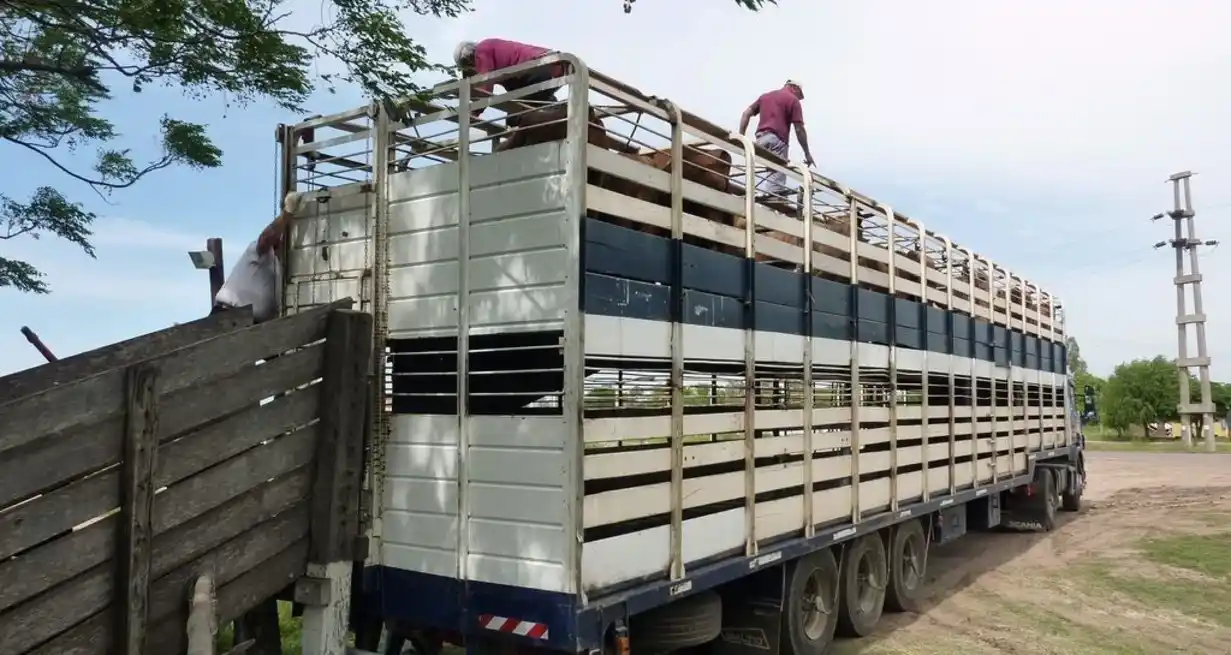 Ganaderos disgustados: consideran que Senasa los quiere usar para fiscalizar jaulas