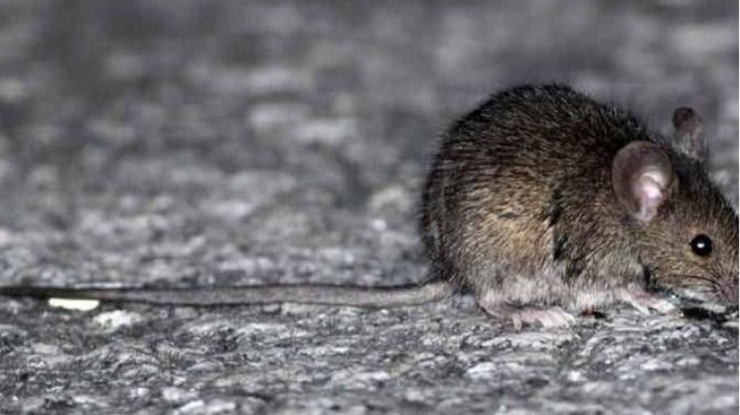 Confirmaron un caso de hantavirus en Bariloche