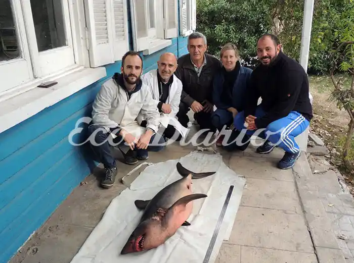 Realizaron la necropsia al tiburón encontrado en la playa