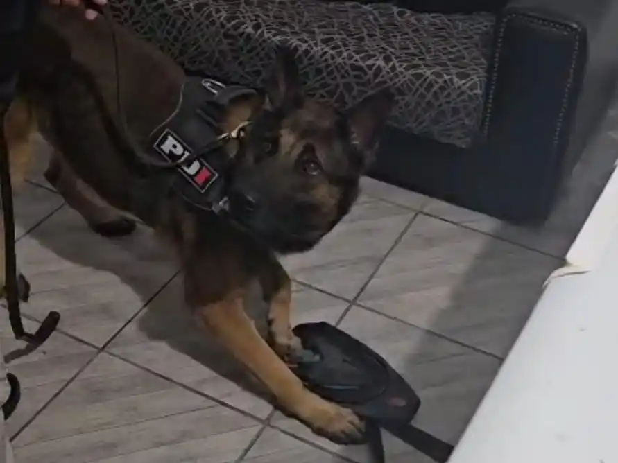 Perro de la PDI detecta elementos sopechosos