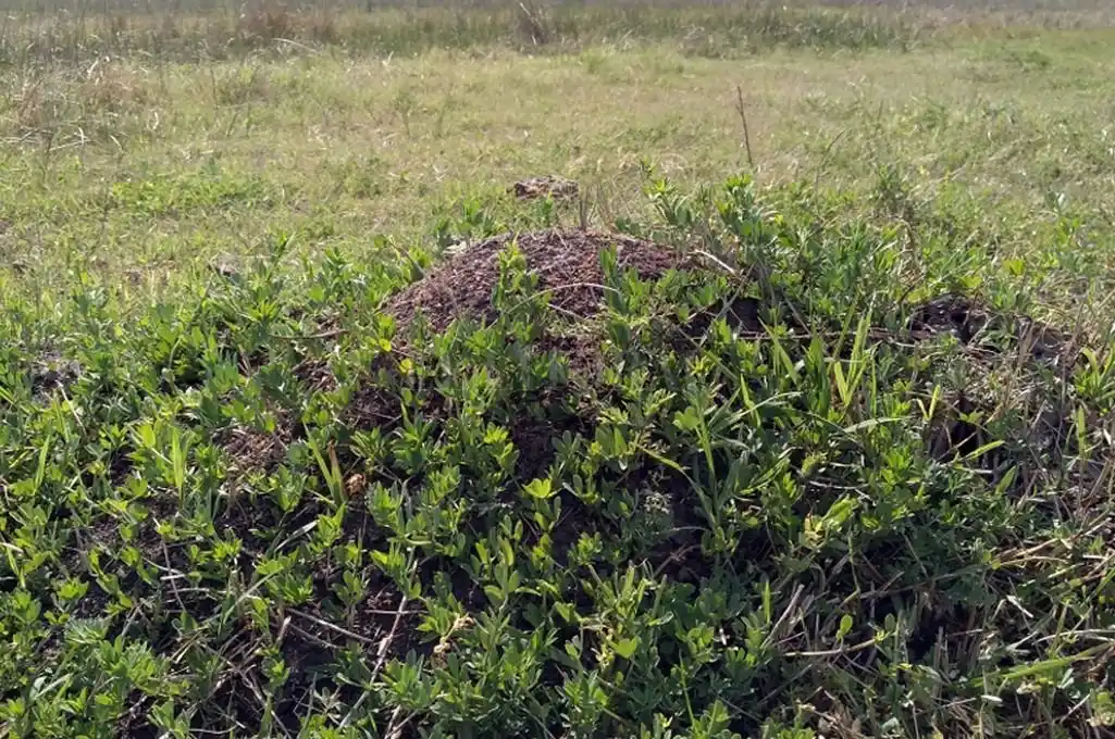 Recomiendan sembrar lotus para mejorar la nutrición del ganado