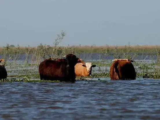 Alerta por la crecida de los ríos del Litoral: trasladan ganado de las islas y piden precaución en las rutas