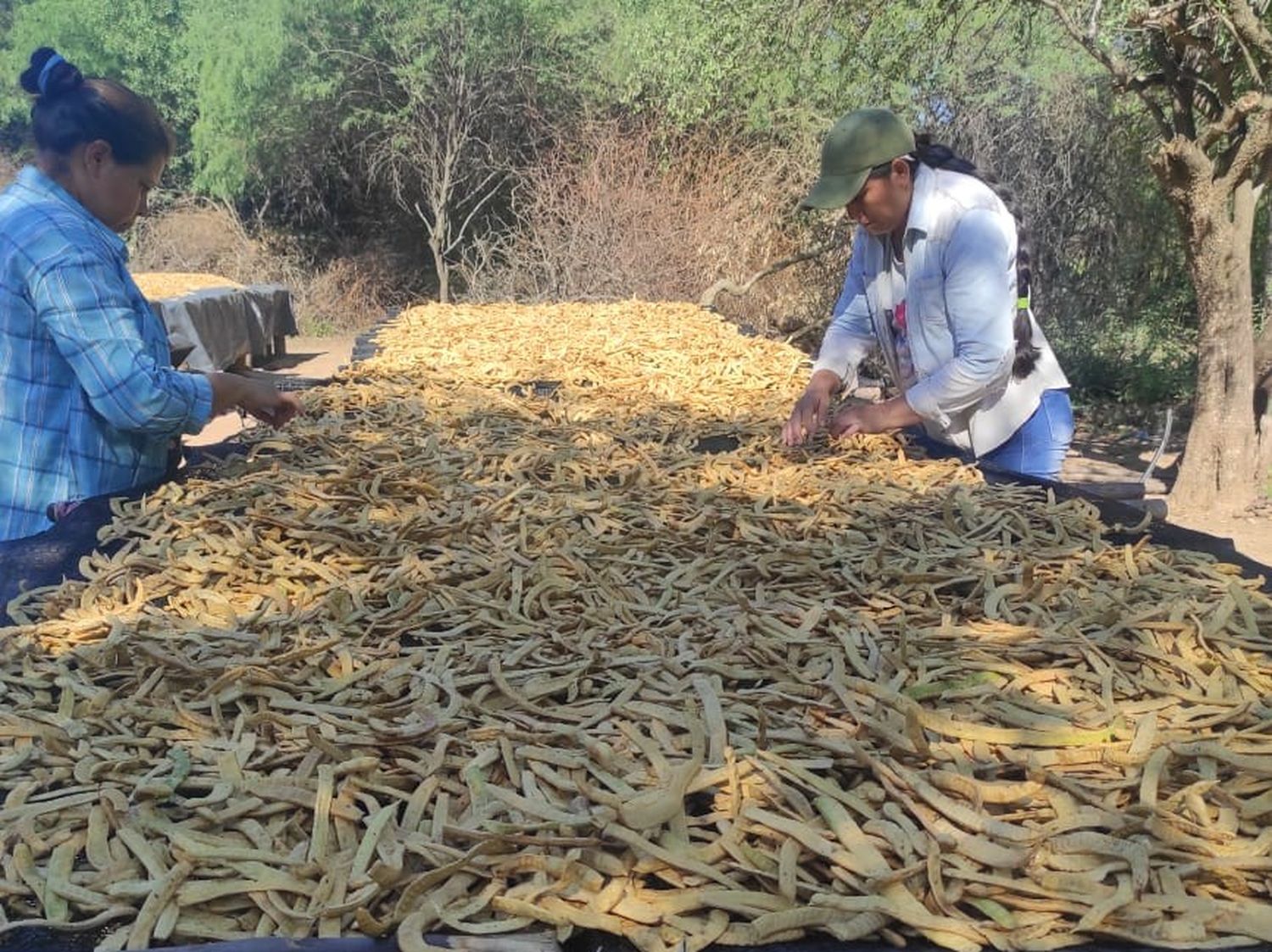 Algarroba: en el oeste avanza el proceso para producir harina