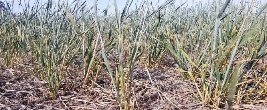 Sequía: El secretario de Agricultura aseguró que no impedirá abastecer el mercado interno