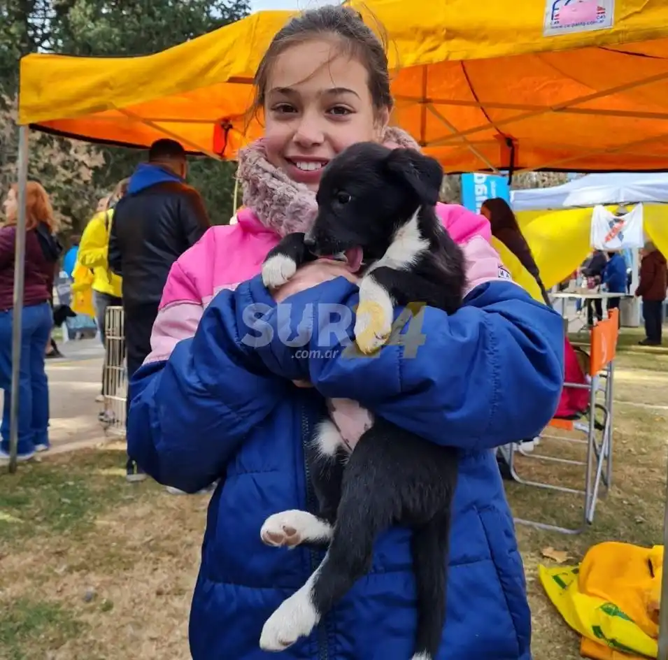 Amor perruno: once cachorros ya tienen hogar